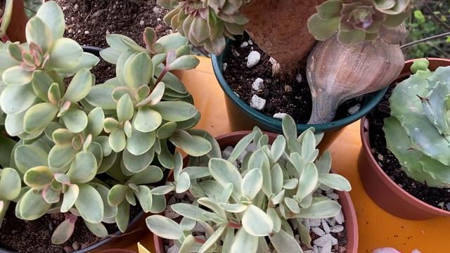 Начинается переезд суккулентов на летнюю Виллу. смотреть онлайн