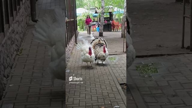 #31. Индюки в городе???