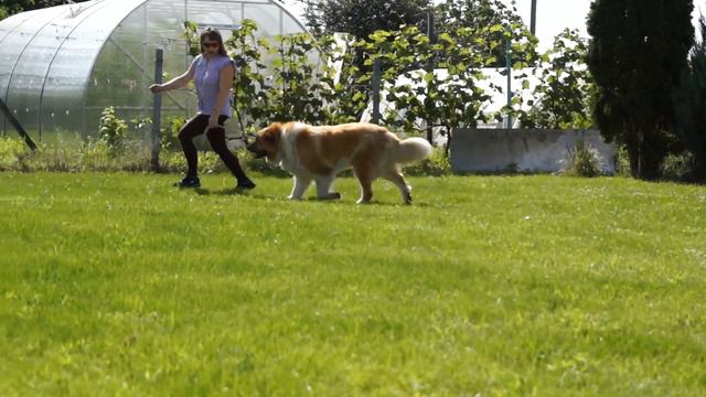 Кавказская овчарка Avgusta, 5 лет смотреть онлайн