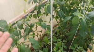 Физалис королева МАЛИНАЛЬКО просит воды!