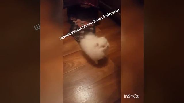 Дрессировка померанский шпиц 3месяца . Умный щенок. смотреть онлайн