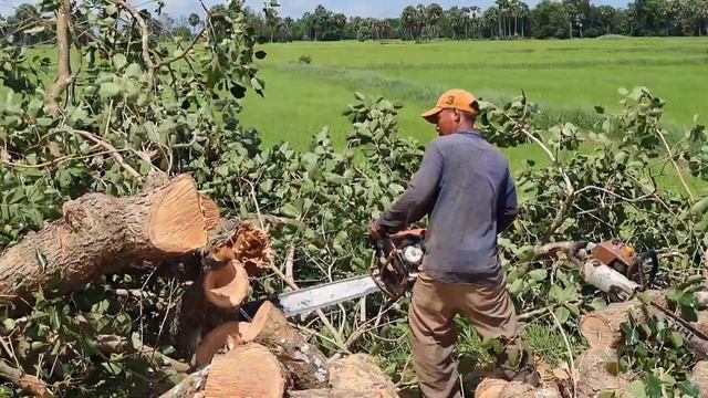 2 Operators Stihl Chainsaw Cutting A Big Java Plum Tree смотреть онлайн