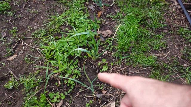 No Necesitas un AJO Completo - Cultivo de Ajo -🧄 AVANCES смотреть онлайн