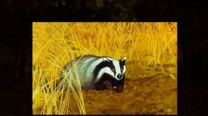 К. Паустовский "Барсучий нос"