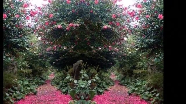 КАМЕЛИИ,КАМЕЛИИ.В ПАРКЕ КОРЕИ КАМЕЛИИ ЦВЕТУТ. смотреть онлайн