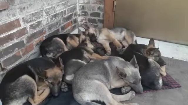 Ох!!! Рано! Встаёт охрана!!! смотреть онлайн