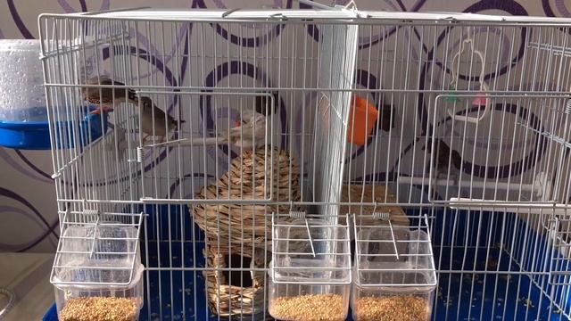 Амадины. Все, что нужно о них знать. смотреть онлайн