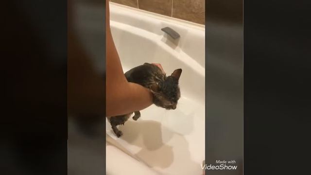 Как помыть кота смотреть онлайн
