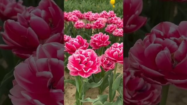 Лотосоликие. Направление, внутренний вектор смотреть онлайн