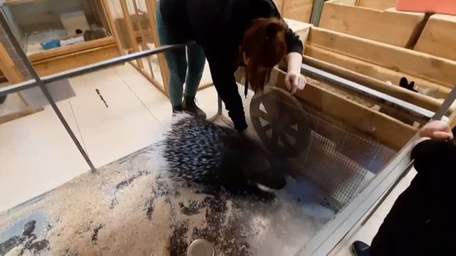 VLOG✔Мини-зоопарк 