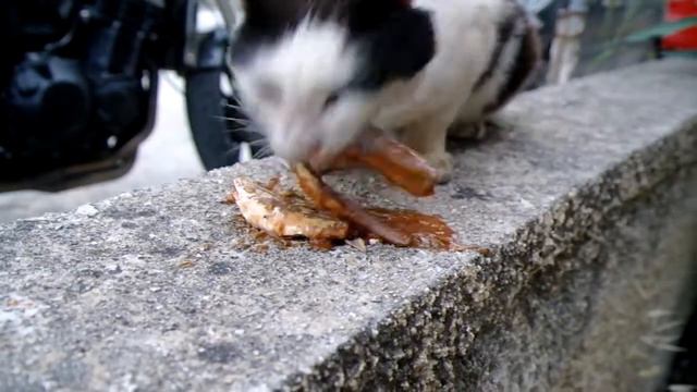 Кормление котов в Греции. Кефалония смотреть онлайн