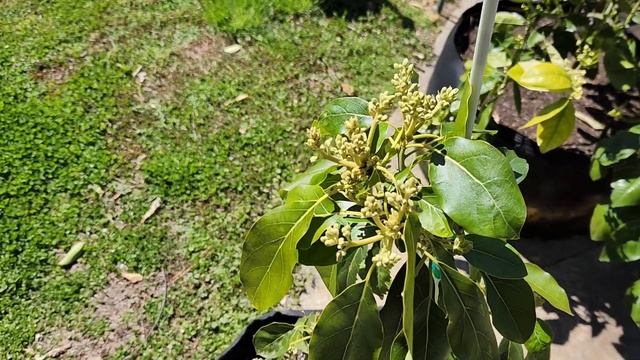 Spring has sprung. Welcome to Pittman's Pumpkin Patch/ Pittman's Garden Patch. First video of 2023 смотреть онлайн