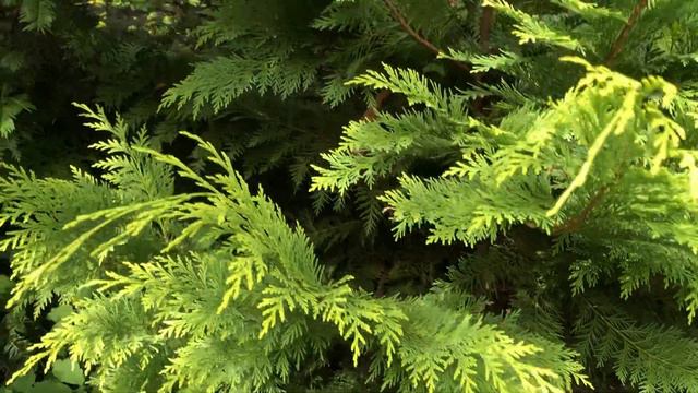 Пробежка по саду 9 августа 22 года смотреть онлайн