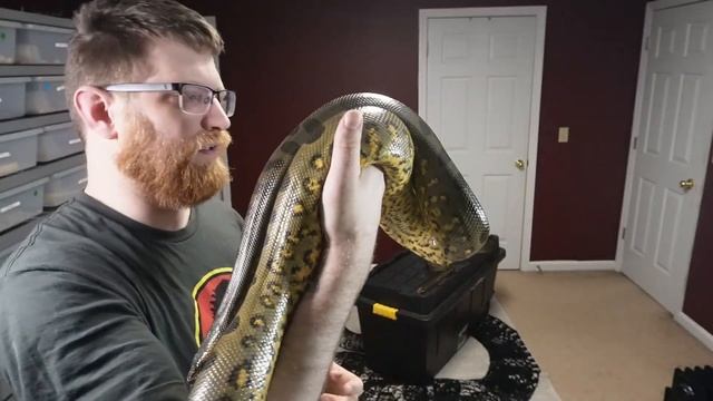 Argentine Boa Constrictor , Green Anaconda Update , Poptart - ALMOST BROKE MY CAMERA смотреть онлайн