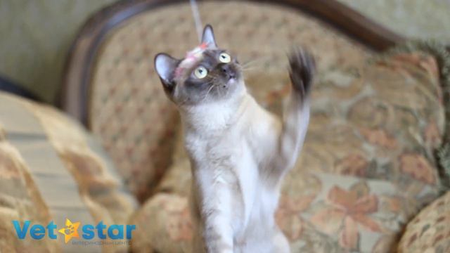 Как выбрать игрушку кошке? смотреть онлайн