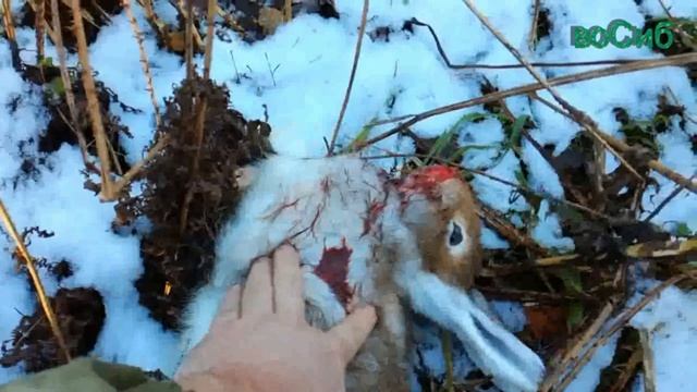 охота с карабином на зайца смотреть онлайн