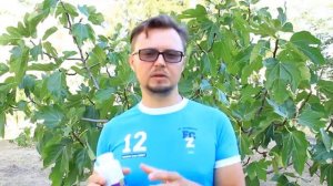 Очистка лимфы   лучший продукт !!! Корень Солодки !!!