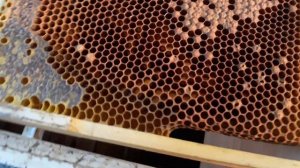 Мешотчатый расплод