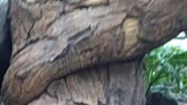 6 3 09 Tree of Life Animal Kingdom Disney World смотреть онлайн