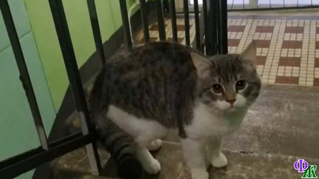 Кот ПУС 23 «Фуу, они уже по полчаса за мухой охотятся!» - и решил Пус тренировать домочадцев смотреть онлайн