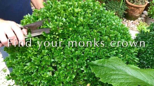 Trimming Buxus Topiary Balls #buxus #topiary #trimming #topiayball #buxustopiary #box #gardening