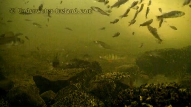 Fishing: pike & perch attack a lure (underwater camera). Рыбалка: щука и окунь на воблер. смотреть онлайн