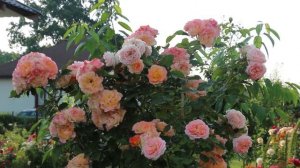 ЛАНДЛЮСТ В РАЗМЕРЕ ХХL! LANDLUST IN SIZE XXL!