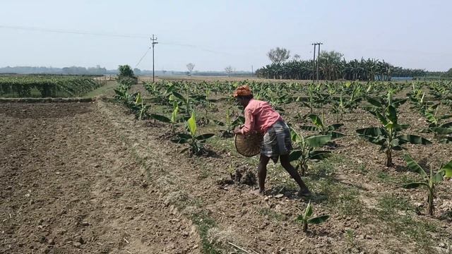 Banana and Jute farming in our village | LIVIN VILLAGE Episode 4 смотреть онлайн
