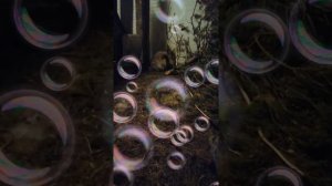 Что делать, если крольчата остались без матери...