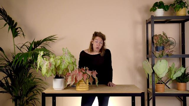 Ontdek Onze Caladium Verzorgingstips! 🌺 | De Stamgasten