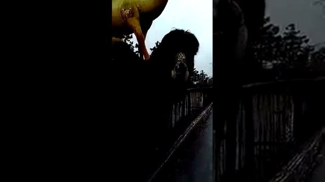верблюд смотреть онлайн