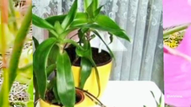 Каллизия душистая или Золотой ус. ? смотреть онлайн