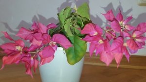 Бугенвиллея - секреты выращивания