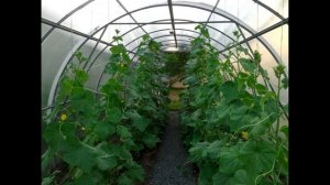 Как правильно выращивать огурцы в теплице