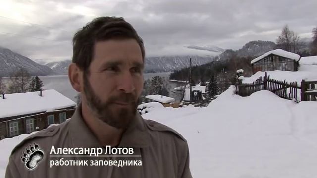 Нашествие голодных медведей [Алтай] Телецкое озеро. Altai bears. Алтайский заповедник. Altai Reserv смотреть онлайн