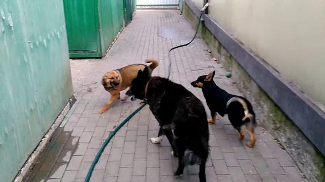 Королек май 2017, кожуховский приют