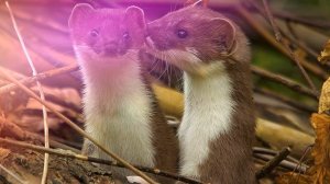 Звуки ласки: какие звуки издаёт ласка?