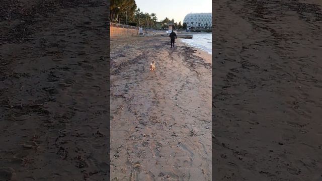 Собака на прогулке Dog On A Walk
