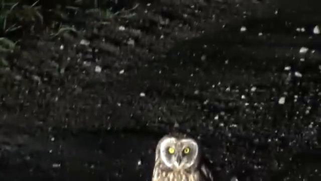 Сова смотреть онлайн