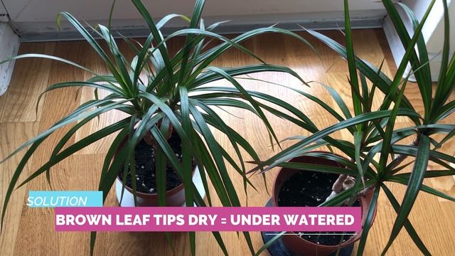 Dracaena Marginata: Brown Leaf Tips, Yellow leaves & Wilted leaves (Solutions) смотреть онлайн