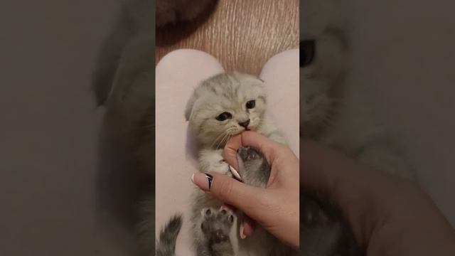 Котёнок Скоттиш Фолд кусается #котята #kittens #коты #cats #скоттиш смотреть онлайн
