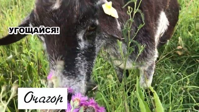 МИЛАЯ! Я ГОТОВ ПОДАРИТЬ ЗВЕЗДУ… смотреть онлайн