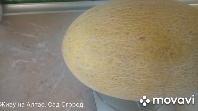 Дыня Дакаро на Алтае, сажать или нет! Выращивание на плёнке. смотреть онлайн