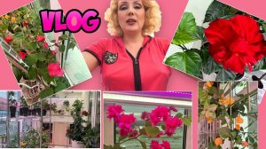 VLOG//:  КОЛЛЕКЦИЯ БУГЕНВИЛЛИЙ- грунт, уход, где купить// ОБЗОР ЗИМНЕГО САДА