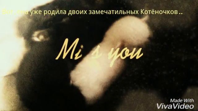 Моя кошечка Мышко.. смотреть онлайн