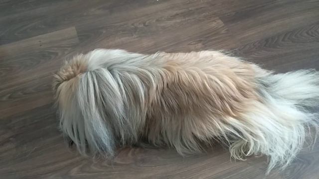 Я САМ ВСЕМУ НАУЧИЛСЯ,Я ОЧЕНЬ УМНЫЙ ПЁСИК. смотреть онлайн