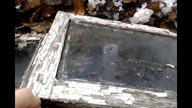 Цитрусовые. Обзор зимовки укрытого мандарина. смотреть онлайн