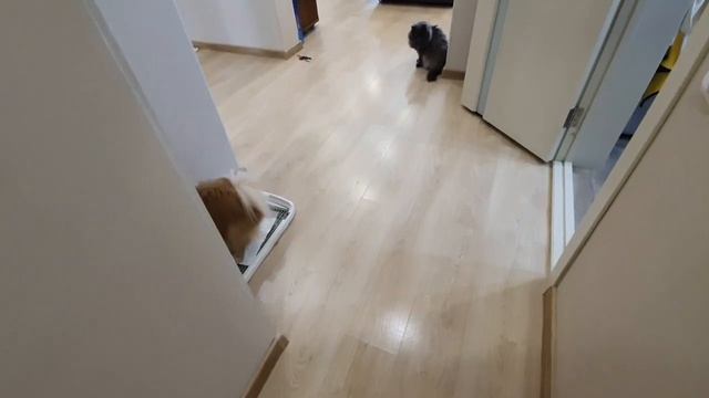 Понравится ли Басе новое покрывало? смотреть онлайн