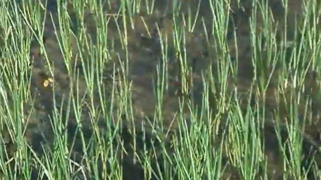 Уж-змей в воде. смотреть онлайн