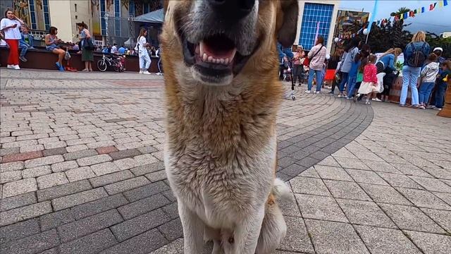 Лазаревское день города Сочи 29 Мая 2021 смотреть онлайн